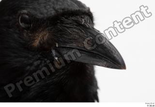 Carrion crow beak bird 0001.jpg